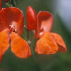 Flowers of Phaseolus coccineus beans
