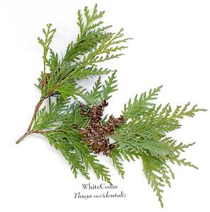 White cedar - branch with mature ovulate cones