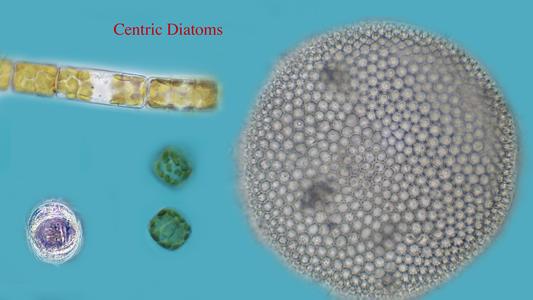 Diatoms - composite of valve and girdle views of two living centric diatoms