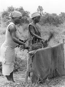Women Stripping Harvested Peanuts from Plants