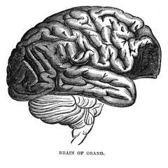 Brain of Orang