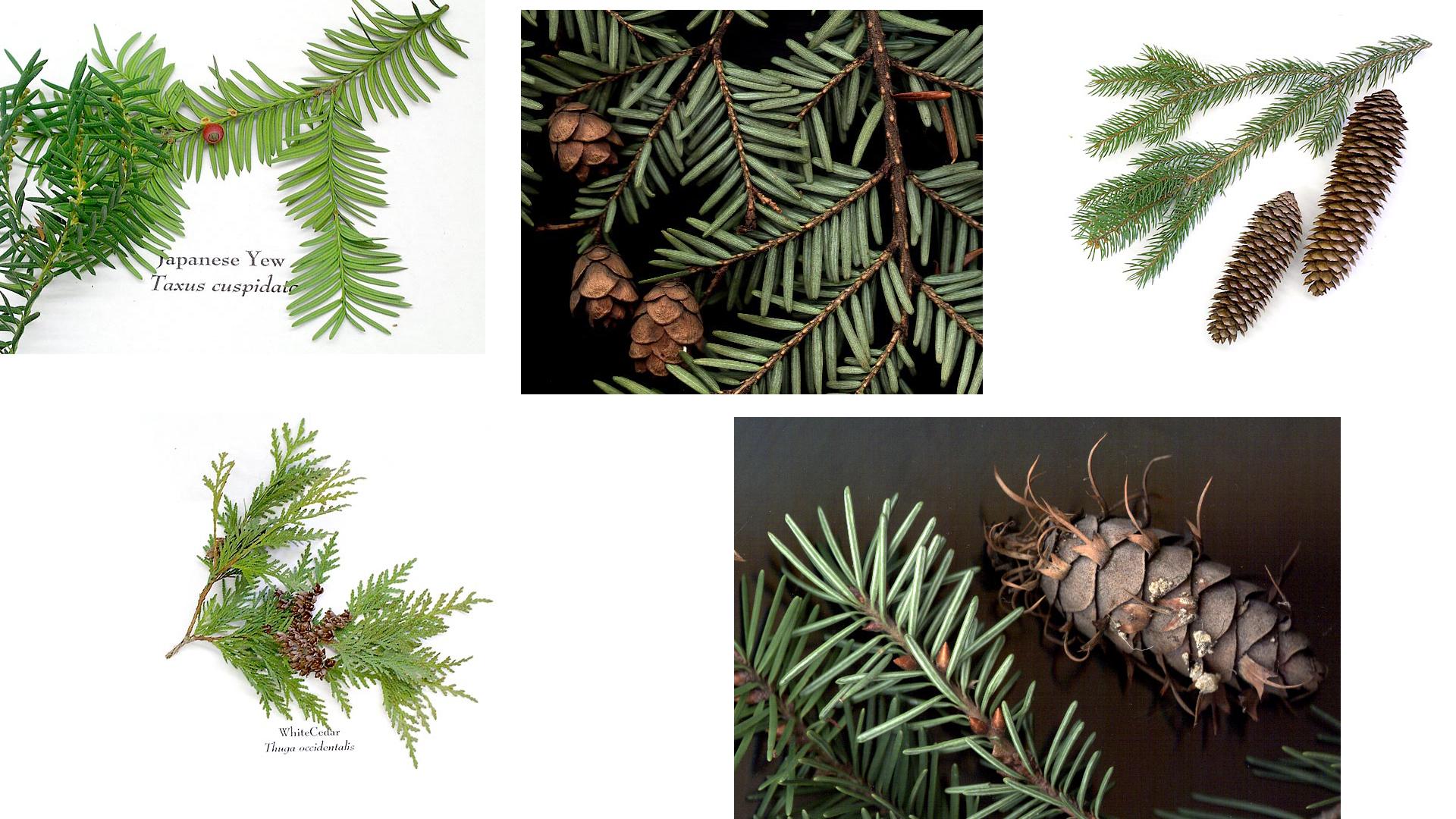 Composite of conifers : yew, hemlock spruce, white cedar and Douglas fir