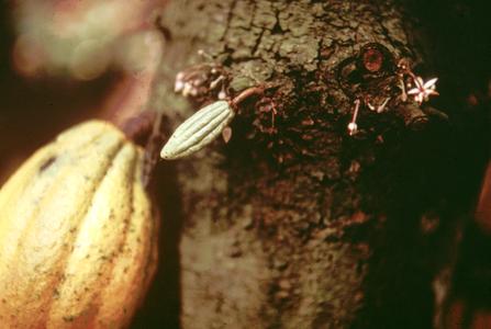 Flowers, Young Fruit Pod and Ripening Fruit Pod on Trunk of Cocoa Tree
