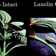 Composite of control vs. treated plants of petiole abscission experiment  -  lanolin only treatment