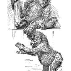 Juvenile Gorillas