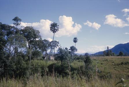 Landscape view