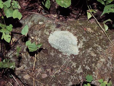 Crustose lichen, Graphis, growing on a rock
