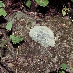 Crustose lichen, Graphis, growing on a rock
