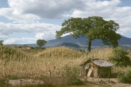 Kapok (Ceiba) tree on pre-Columbian mound in corn field, Asunción Mita