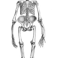 Ape Skeleton