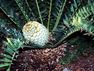 Leaves and ovulate cone of Encephalartos latifrons