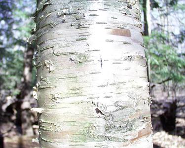 Yellow birch bark with elongated lenticels
