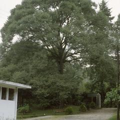 Elm tree in the Xalapa Botanical Garden