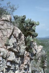 Cacti with Setchellanthus caeruleus southwest of Torreón