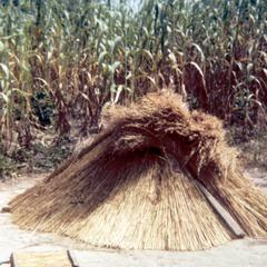 Harvested Rice Covered with Elephant Grass
