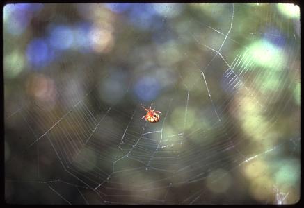 Spider on an orb web
