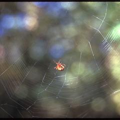 Spider on an orb web