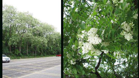Composite of flowering trees and detail of a flowering branch of black locust