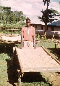 Drying Coffee Beans in Kilimanjaro Region