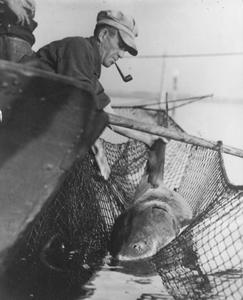 George LeClair catching six foot sturgeon in net.
