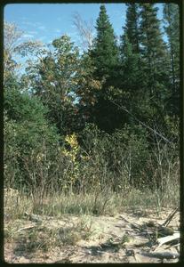 Boreal forest with Sorbus, Lake Superior shore