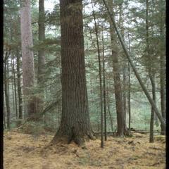Pinus resinosa and Pinus strobus with Tsuga understory, Scott Lake-Shelp Lake, State Natural Area
