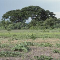 Rare remnants of dry savanna forest