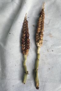 Hybrids of corn and a teosinte (Zea mexicana