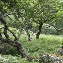 Isle of Mull, oak wood by Loch na Keal