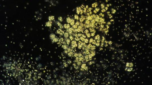 Colonial cyanobacterium, Gleocapsa - 40x objective, dark field illumination