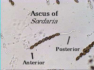 An ascus of Sordaria