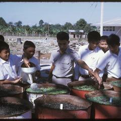 Fa Ngum school : vegetable growing--seedbeds