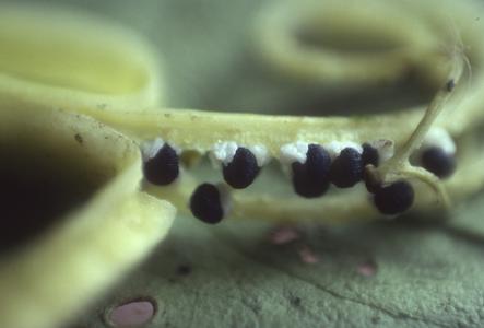Inside of Podandrogyne brevipedunculata fruits