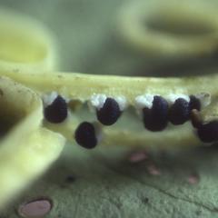 Inside of Podandrogyne brevipedunculata fruits