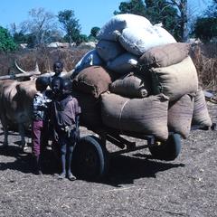 Oxen Pulling Load on a Cart