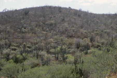 View from campus toward site of future botanical garden, Cumaná
