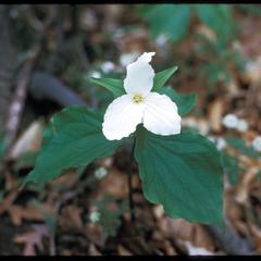 Trillium grandiflorum; Renak-Polak Maple-Beech Woods, State Natural Area, Wisconsin chapter of The Nature Conservancy