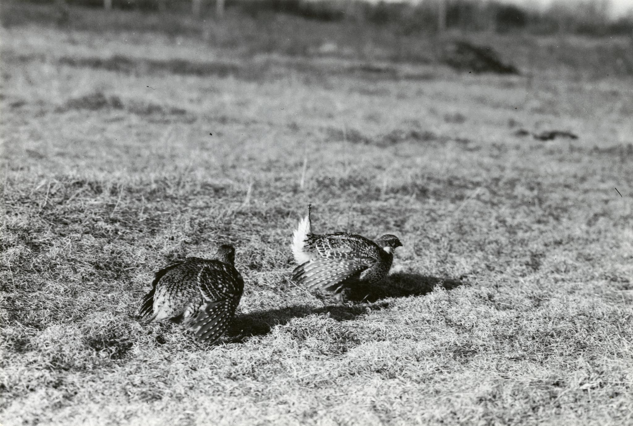 Sharp-tailed grouse dancing