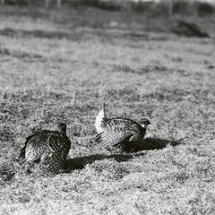 Sharp-tailed grouse dancing