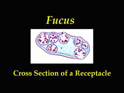 Cross section of receptacle of Fucus