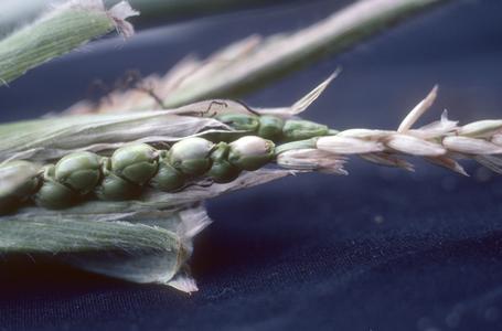 F1 hybrid of Chalco Teosinte and corn