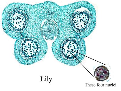 Lilium anther in cross section with tetrads of microspores