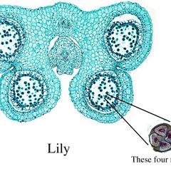 Lilium anther in cross section with tetrads of microspores