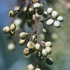 Fruit of Toxicodendron vernix