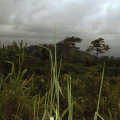 Hills and vegetation on the outskirts of Ife