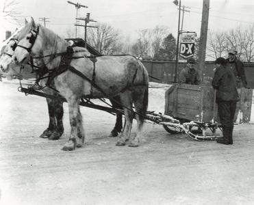 Horses hitched to sled