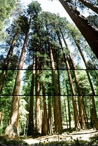 Grove of giant redwood trees