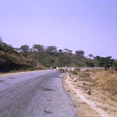 Cattle on road
