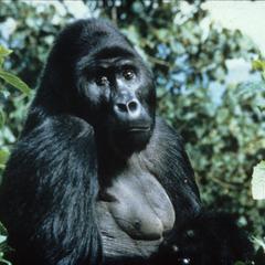 Gorilla gorilla graueri