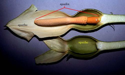 Dissected inflorescence of Alocasia